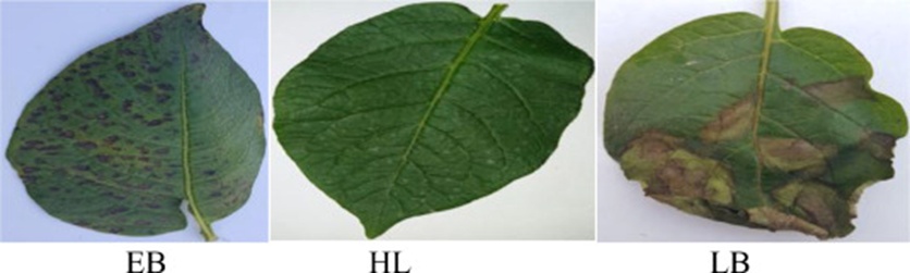 Figure 6. Examples of images from the Kaggle potato leaf dataset. EB Early Blight, HL healthy leaf, LB late blight.