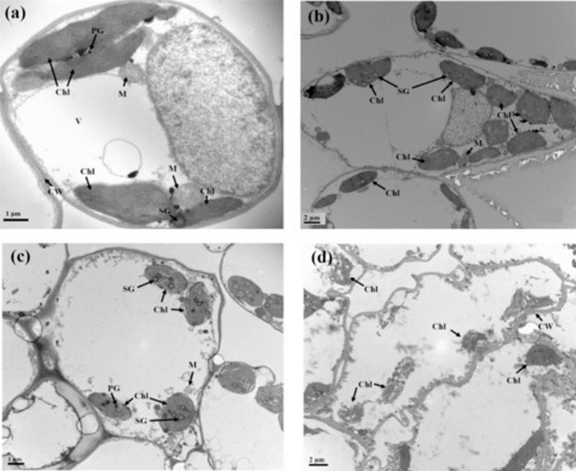 Figure 3. TEM images of mesophyll cells of healthy (a) and infected (b–d) leaf tissues (M: mitochondria; Chl: chloroplast; PG: plastoglobuli; V: vacuoles; CW: cell wall; SG: starch granule).