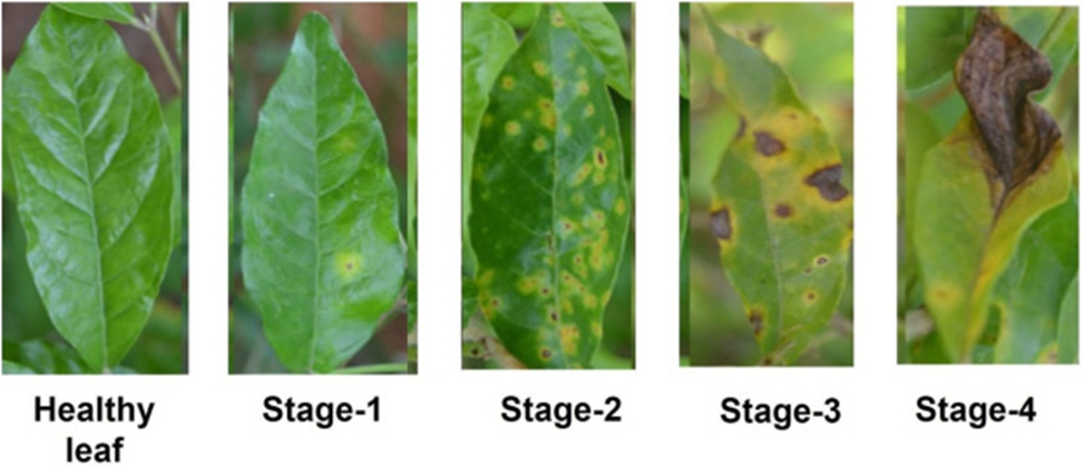 Figure 2. Jasmine plant leaf spot disease dataset.