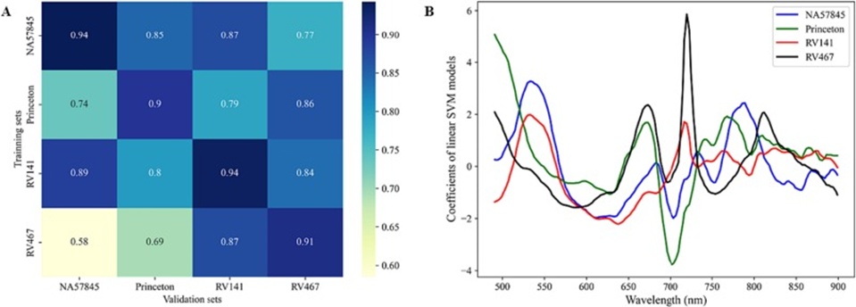 Figure 5. (A) Classification performances of Linear Support Vector Machine (SVM) models of each elm genotype for Dutch elm disease (DED) detection via cross-validation; (B) Coefficient plots of the linear SVM models representing the importance of spectral wavelengths or features in DED classification models for each elm genotype.