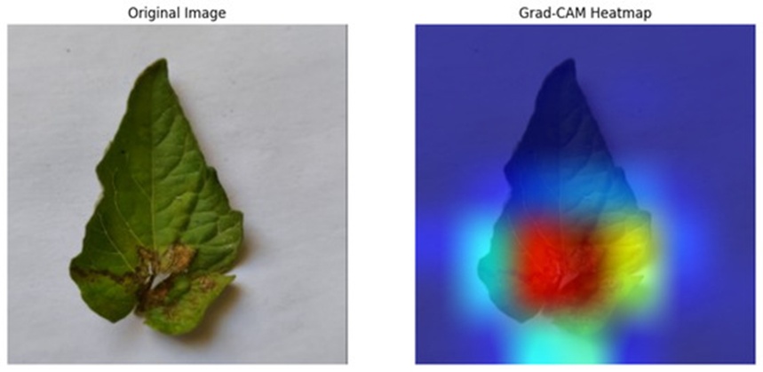 Figure 12. Example output from the Grad-CAM model highlighting key features in a diseased leaf image.