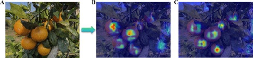 Figure 12. Comparison of heatmaps in introducing a C2f and introducing a C3_DualConv: (A) Input image, (B) Heatmap by introducing C2f, and (C) Heatmap by introducing C3_DualConv. Red areas indicate regions of close attention by the model, and yellow areas represent regions of moderate attention. Blue areas signify regions of low attention, and the same applies in Figs. 13 and 14 (For interpretation of the references to color in this figure legend, the reader is referred to the web version of this article).