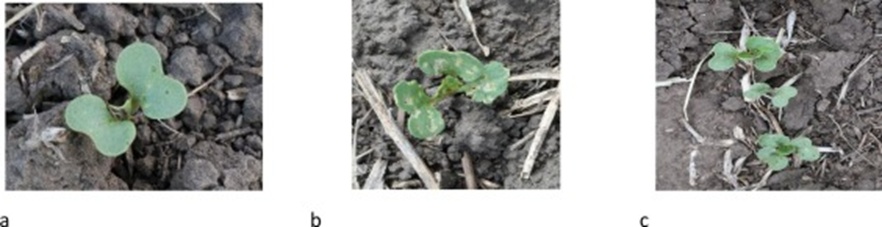 Figure 1. Examples of oilseed rape plants in different situations: (a) oilseed rape with early damage, (b) oilseed rape plant with a high degree of damage, and (c) bunch of oilseed rape plants in different growing stages.