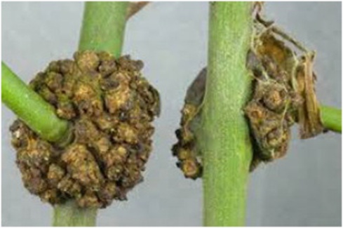 Figure 10. Sample of tuberculosis disease.