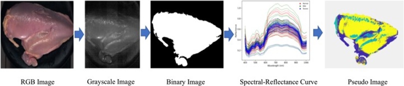 Figure 6. Image processing steps and classification of the woody breast using hyperspectral imaging technology.
