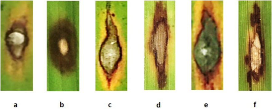 Figure 1. Visual representation of RB and BS lesions at different disease stages: (a-b) initial stages of disease; (a) the RB lesion water-soaked in appearance, spindle shape with brown edges, (b) BS lesion oval shape in appearance with thick purplish black edges, (c-d) middle stages of disease; (c) RB lesion enlarges with the white centre because of fungal mat, (d) BS lesion often appears as a thin brown surface in the centre region most probably without mycelium, (e-f) severe stages of disease; (e) RB lesions with grey colour fungal mat appearance in the centre, and (f) BS lesion with necrotic region visible adjacent to the lesion with a reddish-brown edge.