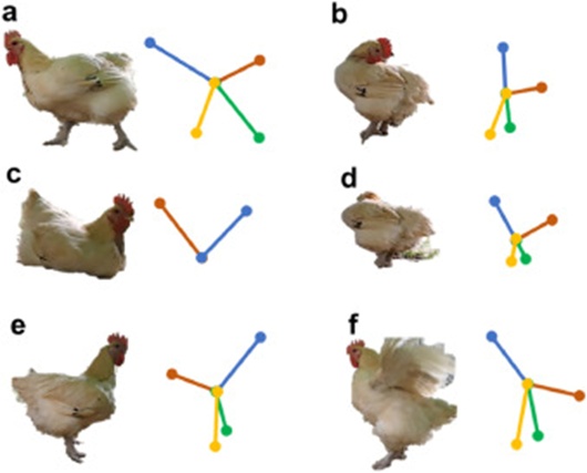 Figure 2. Behavior and skeletal structure of chickens. The left side shows the external appearance of chicken activities (walking (a), preening feathers (b), resting (c), eating (d), standing (e), and flapping wings (f)). In contrast, the right side displays the skeletal model.