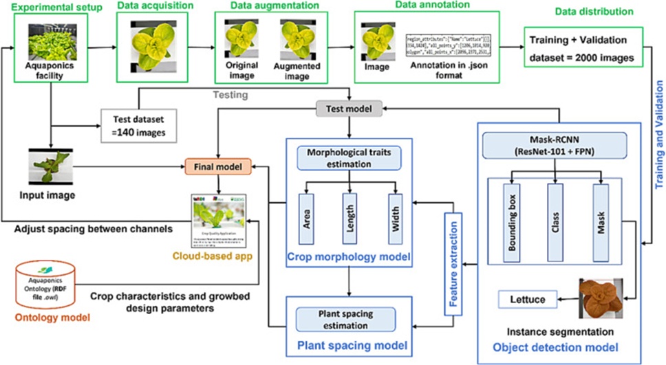 Figure 1. Research methodology for estimating the morphological traits and effective plant spacing.