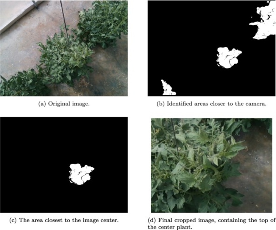 Figure 6. The image trimming process for focusing on the topmost part of the plant closest to the center of the image. In contrast to Figure. 5, we show here a monochrome image in which areas closer than the computed threshold are colored white, and all pixels farther than the threshold are colored black.
