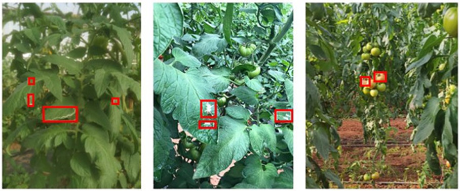 Figure 4. Illustrative samples of annotated photographs hosted on the Eden Library platform. The stroke width of the bounding boxes has been exaggerated to improve on-screen legibility.