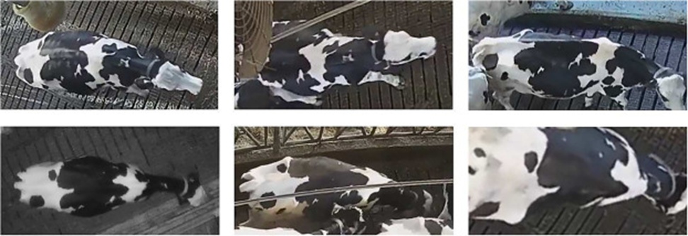 Figure 4. A glimpse into the complexity of the CowFisheye dataset. Left: changing illumination, Center: occlusion by equipment/cows, Right: diverse viewpoints. All frames show the very same individual.