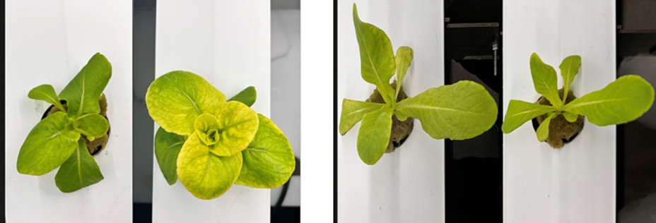 Figure 2. Sample images from the aquaponics facility.