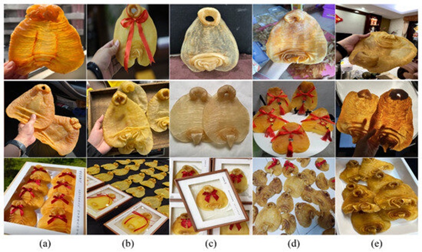 Figure 2. Samples from a portion of the fish maw dataset: (a) Red-mouth fish maw (ZJCZ), (b) Annan fish maw (AN), (c) White croaker fish maw (BM), (d) Douhu fish maw (DH), and (e) Duck-tongue shaped maw (YL).