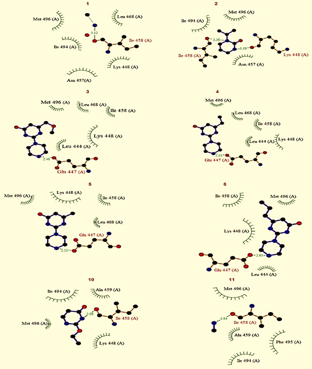 Figure 2. The scheme shows the different amino acid residues involved in the interactions of some pyrimidinone derivatives (1-6, 10, and 11) with a 4ic2 protein surface using DockingServer software [30].