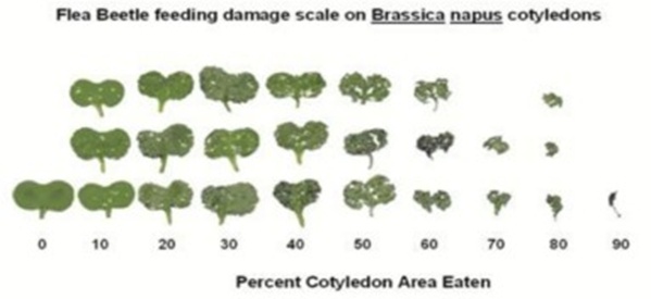 Figure 3. Criteria for damage estimation according to cotyledon area eaten. “Strategies for Managing Flea Beetle Populations in Canada. Canola Council of Canada Project AG#2002-11 Year End Re”. Province of Manitoba | agriculture - insect report 2013-06-12 (gov.mb.ca).