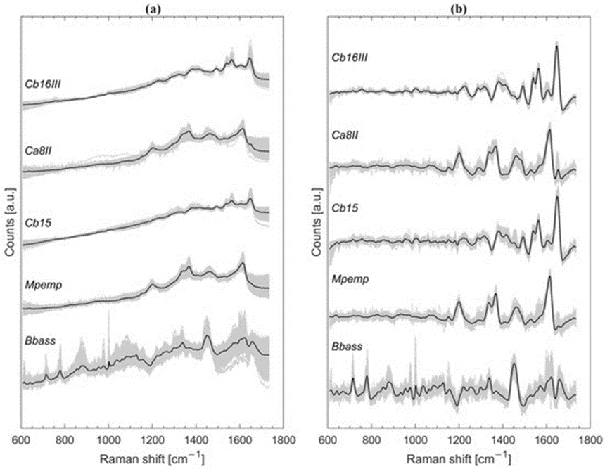 Figure 1. Graph depicting the complete spectral collection for the fungal conidia (represented by grey lines) overlaid with the calculated mathematical mean for each group (distinguished by black lines and separated vertically along the intensity axis). The visual data compares the raw, z-score-scaled spectral curves (a) against the fully preprocessed outputs that underwent baseline correction, smoothing, and standardized scaling (b).