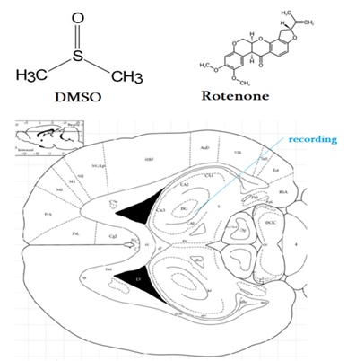 Figure 1. Depictions of Rotenone and DMSO molecular structures. The rat hippocampus is shown using the stereotaxic coordinates from Watson and Paxinos. A blue line marks the electrode positioning.