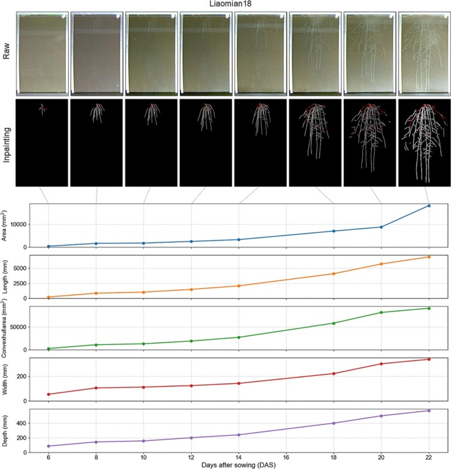 Figure 6. Sequential root images and associated trait profiles spanning eight time points for a single sample. White pixels correspond to the segmented root; red pixels indicate the inpainted root. Five trait metrics—area, length, convex hull area, width, and depth—are charted across the eight timepoints (For interpretation of the references to color in this figure legend, the reader is referred to the web version of this article).