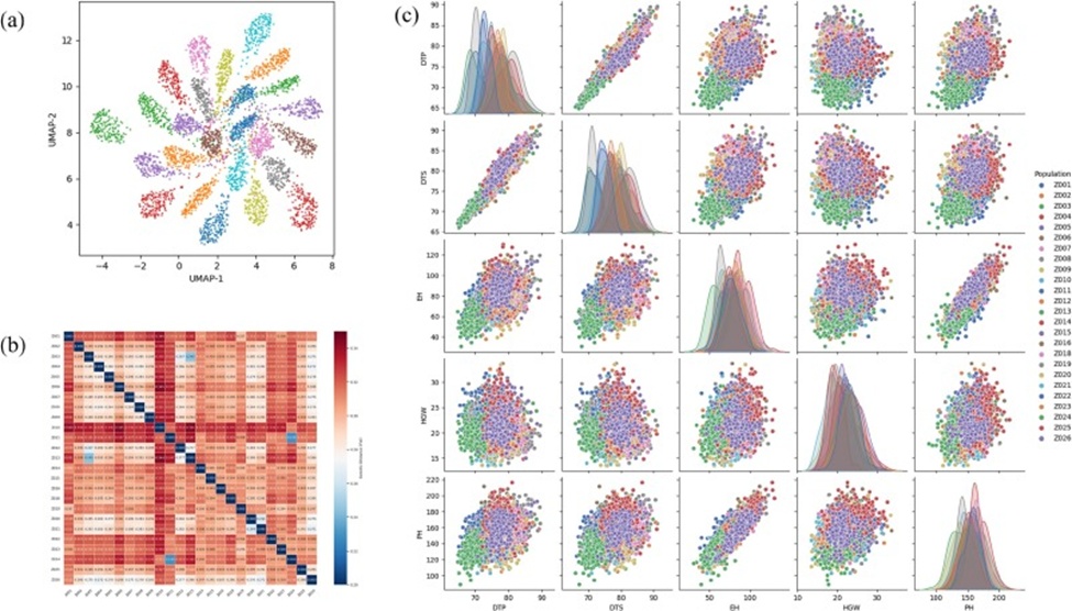 Figure 4. (a) Two-dimensional visualization of genomic data for each sub-population of the maize4505 dataset, (b) Pairwise fixation index (Fst) analysis of genetic divergence among sub-populations on the maize4505 Dataset, and (c) The distribution of phenotypes and correlation between phenotypic traits in each sub-population of the maize4505 dataset.