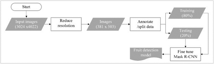 Figure 3. Training and testing procedure for fruit detection and segmentation.
