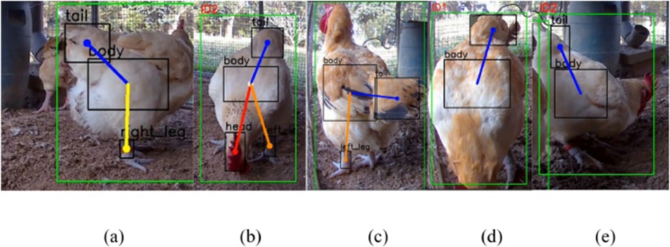 Figure 15. Examples where the recognition system fails to capture the complete skeleton of the chicken during various movements. (a) Head and left foot were not labeled, (b) Right foot was not labeled, (c) Head and left foot were not labeled, (d) Only the abdomen and tail were labeled, (e) Abdomen and tail were the only parts labeled.