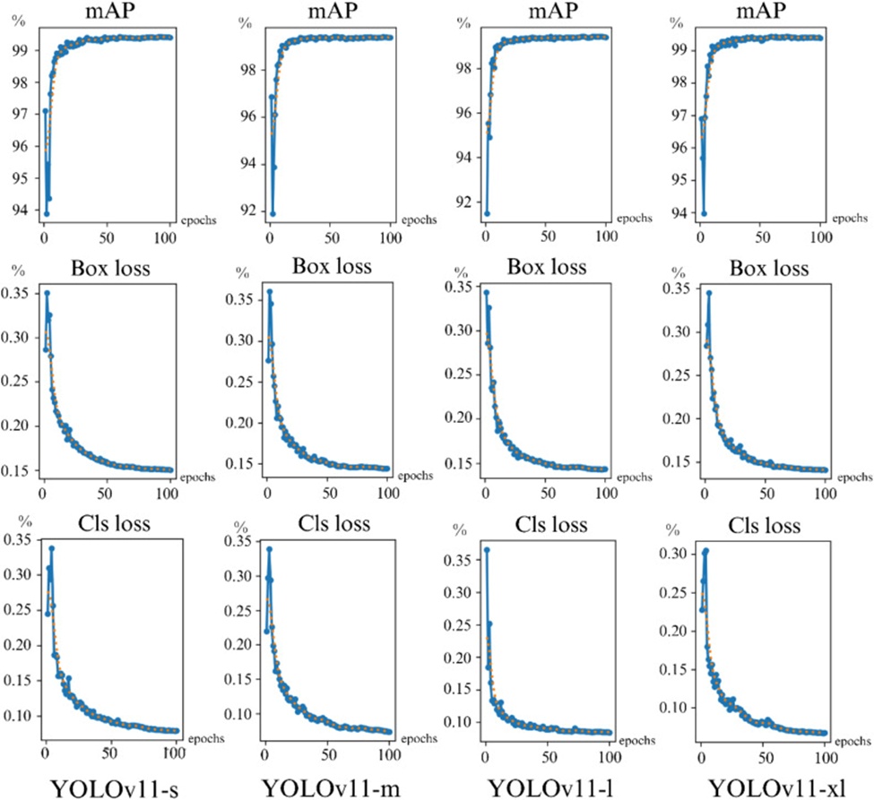 Figure 3. Graphs of performance during training of body area model based on YOLOv11s, YOLOv11m, YOLOv11l, and YOLOv11xl models.
