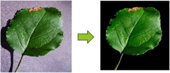 Figure 3. Region of interest selection using the DeepLabV3+ ML model.