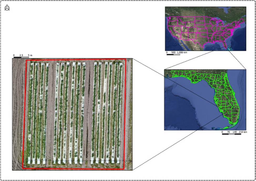 Figure 1. Locations of tomato field, SWFREC, Immokalee, FL.
