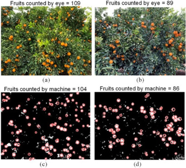 Figure 8. View of (a) the east side of the tree with light illumination of 27,300 lux near leaves and (b) the west side of the tree with light illumination of 6,700 lux near leaves; and the number of counted fruits by using “a” components of the captured image from the (c) East and (d) West sides of the tree.