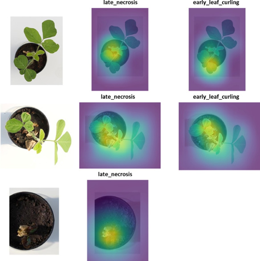 Figure 4. Representative Grad-CAM explanations for the symptom classification model. A localization map is provided for every class inferred by the model in each illustrated case.