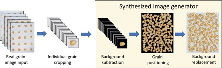Figure 1. Overall pipeline for synthesized clusters of grains. Firstly, each grain from the real‑world images—i.e., grids of grains—is cropped. Then, the grain’s area is extracted using background subtraction. Next, the positioning algorithm inserts grains into an empty synthetic image, and finally, a custom background is applied to the synthesized image.