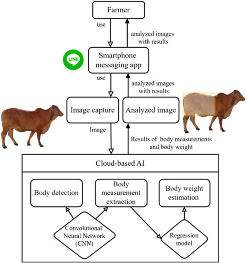 Figure 2. Diagram of the LINE messaging chatbot app based on a cloud-based AI model for cattle body detection, measurements, and body weight estimation in Brahman cattle.