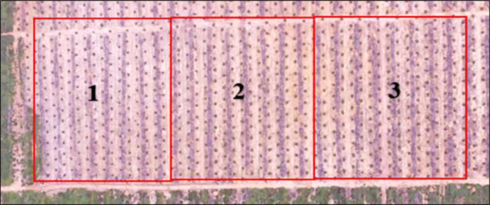 Figure 1. Aerial view of experimental plot division.