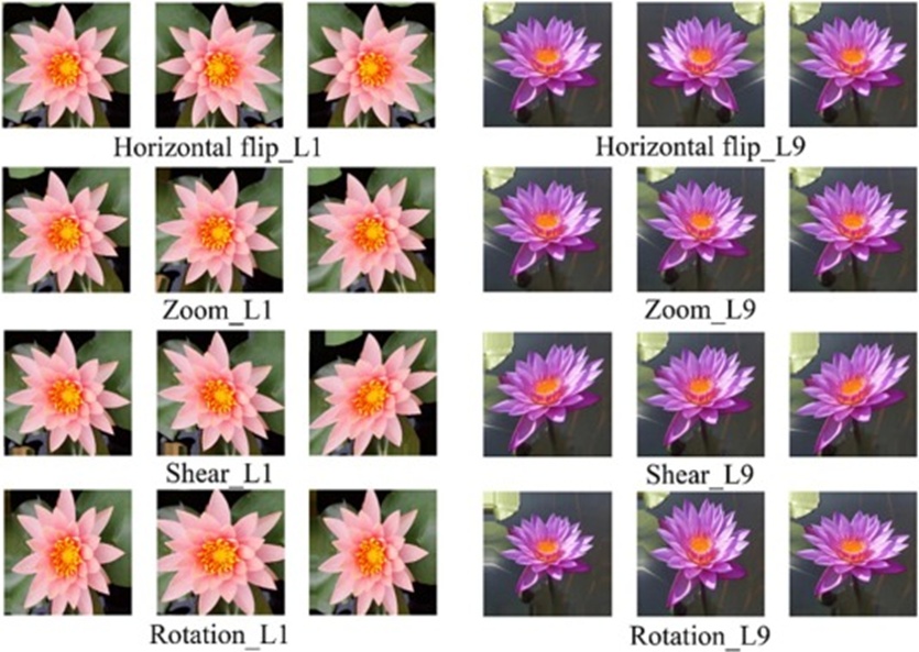 Figure 4. Example of image data augmentation techniques.