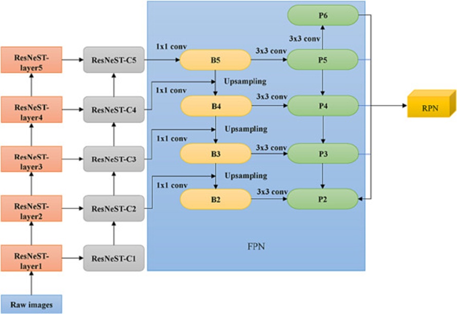 Figure 4. A diagram of the FPN structure.