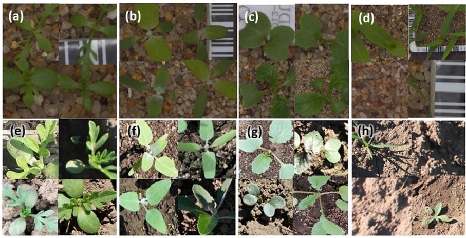 Figure 1. Side-by-side comparisons of seedling photographs drawn from the DK and CL corpora, with four representatives per class. Panels (a–d) depict seedlings raised under controlled glasshouse settings, standing for the DK corpus, whereas panels (e–h) show field-grown specimens from the CL corpus. The classes represented across both corpora encompass Asteraceae (a, e), Chenopodiaceae (b, f), and Brassicaceae seedlings (c, g). Panels (d) and (h) display a mixture of extraneous weeds and exposed soil, functioning as negative examples inside the DK and CL corpora, respectively.
