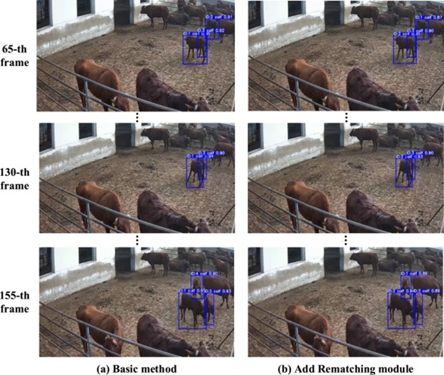 Figure 12. Qualitative tracking results of the basic tracking method and the added Rematching module in video 1 of our calf tracking dataset.
