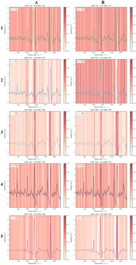 Figure 5.  Mean Raman traces for the carotenoid-bearing microbial targets Cin (A1), Kro (A2), Mlu (A3), Sau (A4), and Xde (A5) paired with the normalized Grad-CAM activation signatures extracted from model 1. Panels (B1) through (B5) present the identical target species mean profiles paired with the normalized Grad-CAM weight distributions extracted from model 2. Standardized z-score values define the vertical axes, and the Grad-CAM attention gradient is mapped linearly from zero up to one (progressing from white to dark red).