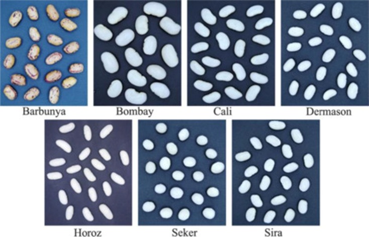 Figure 1. Sample images of dry bean seeds. Source: Koklu and Ozkan [1].