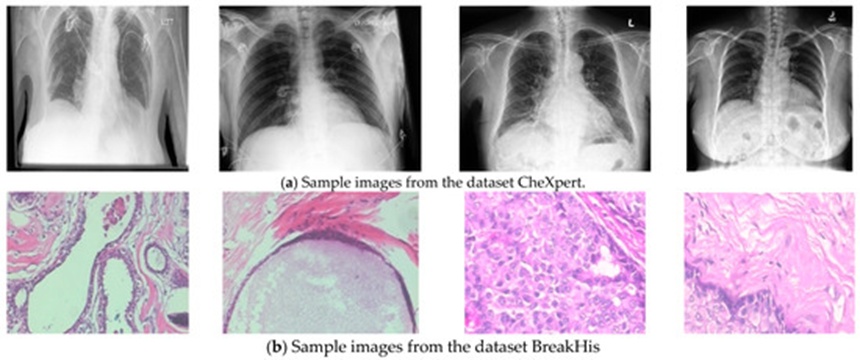 Figure 1. Sample images from the dataset used in this study.