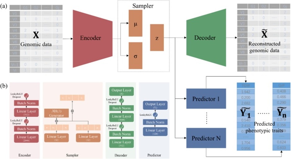 Figure 1. Framework of the proposed variational auto-encoder-based multi-task genomic prediction (VMGP) model: (a) The VMGP model is composed of four subunits: Encoder, Sampler, Decoder, and Predictor. The genomic data X is supplied as input to the model, which is then subjected to condensation and restoration within the Encoder, Sampler, and Decoder sub-units, respectively. The consequent restored genomic data is signified as X∼. The derived latent genotype embeddings emerging from Sampler are thereafter consumed by Predictor to project phenotypic characteristics, which are signified as Y∼. (b) The internal structure diagram of Encoder, Sampler, Decoder, and Predictor.
