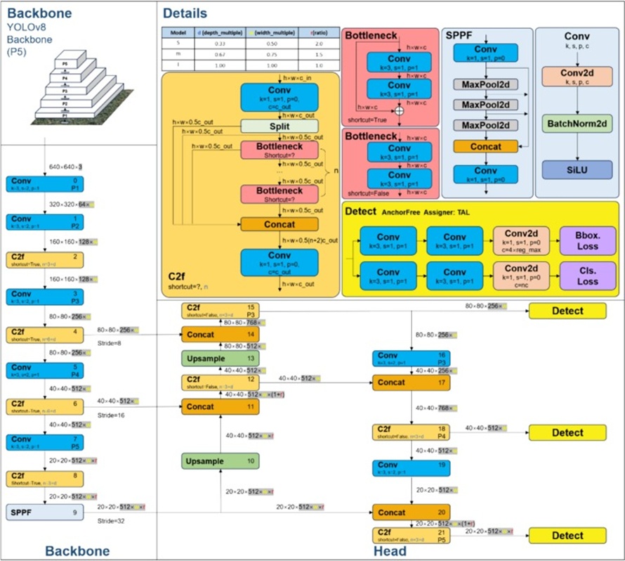 Figure 5. Network architecture diagram of YOLOv8 (https://github.com/RangeKing).