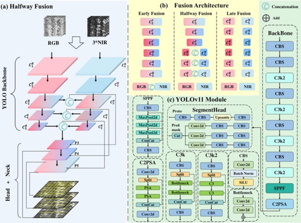 Figure 4. Components of MSNet: (a) shows the more complex fusion method, Halfway Fusion, (b) illustrates the other two fusion strategies, and (c) depicts other components of YOLOv11.