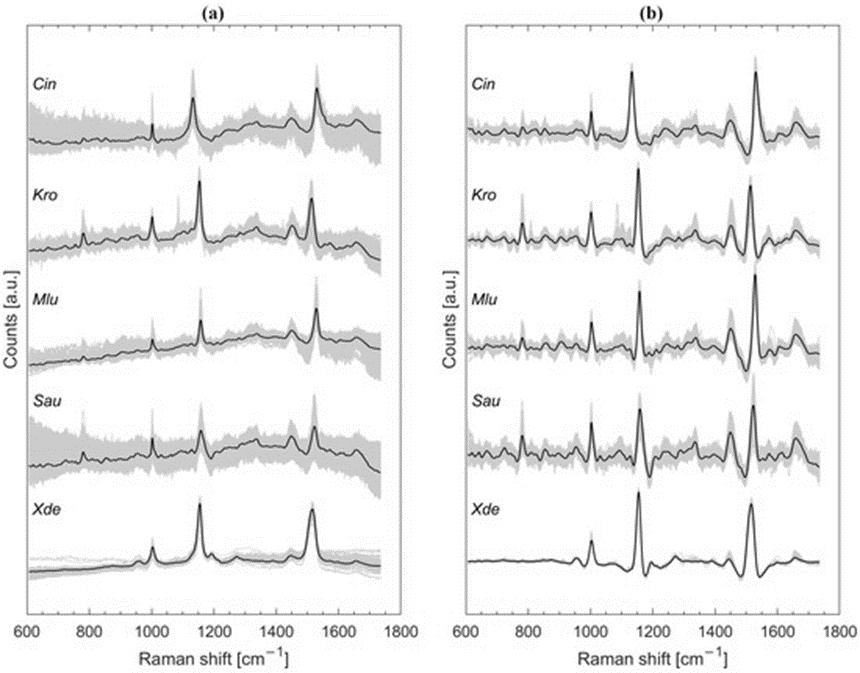 Figure 2. Comprehensive plotting of the carotenoid-producing microbial Raman profiles shown in grey, with the calculated average spectrum for each target group highlighted in black bold lines (offset along the vertical axis for visual separation). The panels provide a comparison between the unconditioned, normalized data arrays (a) and the preprocessed spectral configurations following baseline flattening, filtering, and z-score transformation (b).