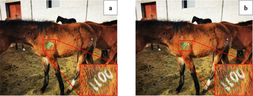 Figure 11. Direct labeling methods: (a) R-YOLOv5 and (b) classical YOLOv5.