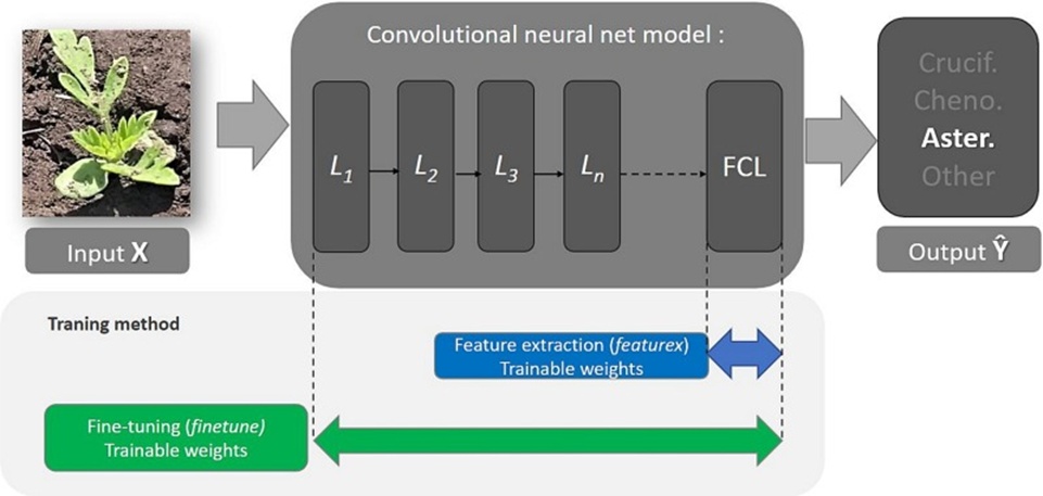 Figure 3. Schematic of the deep learning transfer strategies employed in this study. The blue arrow highlights the weights housed in the fully connected layer — the exclusive layer refreshed during the feature extraction (featurex) procedure. Meanwhile, the green arrow points to the weights that become eligible for adjustment throughout the fine-tuning (fine-tune) procedure. The convolutional neural network shown in the diagram can represent any of the four selected architectures — AlexNet, MobileNetV2, InceptionV3, or ResNet50 — itemised in Table 3 (For interpretation of the colour references in this figure, the reader is referred to the web version of this article).