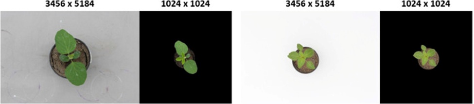 Figure 3. Instances of image preprocessing applied to one soybean picture (left) and one redroot amaranth picture (right).