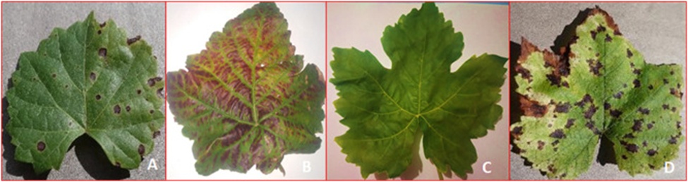 Figure 3. Sample grape plant leaf images (A: Grape Black Rot, B: Grape Esca (Black Measles), C: Healthy, and D: Grape Leaf Blight (Isariopsis Leaf Spot)).