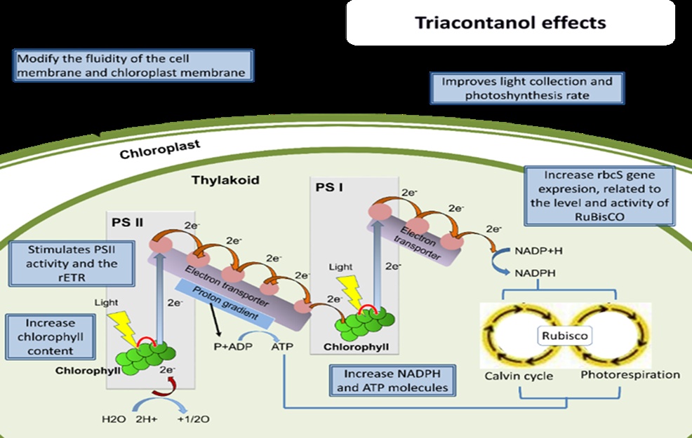 Figure 2. Effects of TRIA on photosynthetic activity. PSI: photosystem I; PSII: photosystem II; rETR: relative photosynthetic electron transport rate; ADP: adenosine diphosphate; ATP: adenosine triphosphate; NADP and NADPH: oxidized and reduced forms of nicotinamide adenine dinucleotide; RuBisCO: ribulose-1,5-bisphosphate carboxylase/oxygenase.