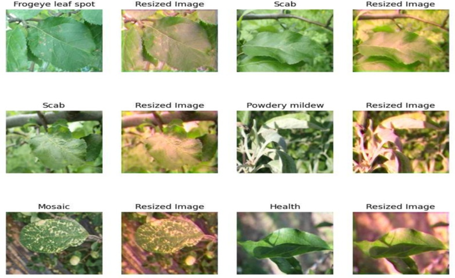 Figure 3. This depiction lays bare the transformational impact of rescaling on pictorial content by placing the original capture (on the left) next to its downsized counterpart (on the right).